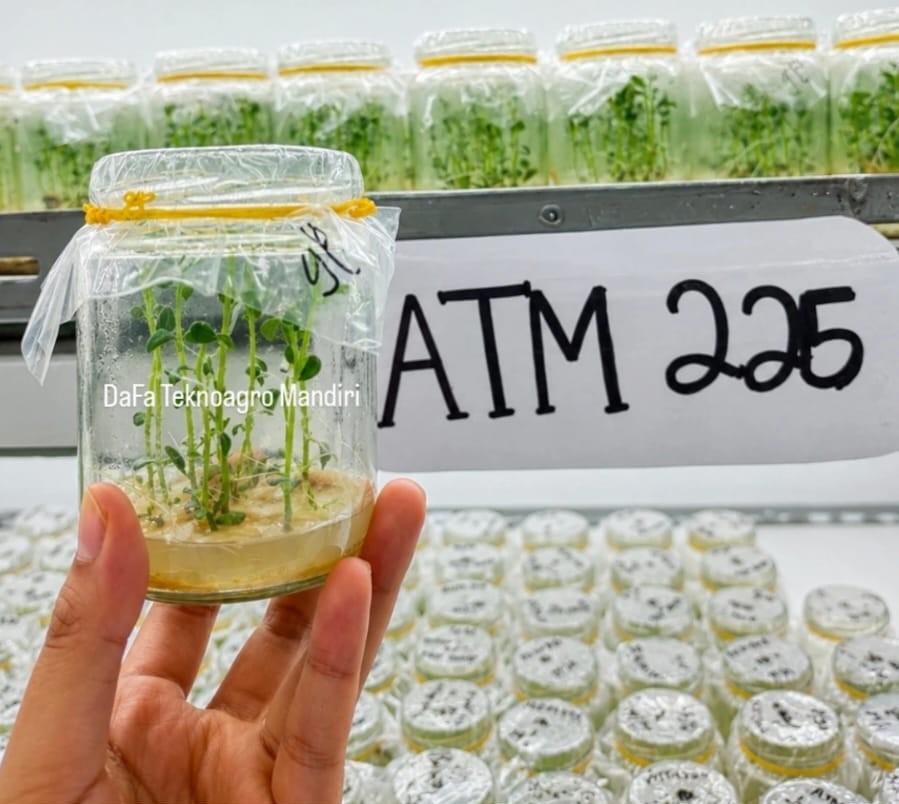 Plantlet kentang Atlantik Malang — botol ATM 225 dari lab DaFa