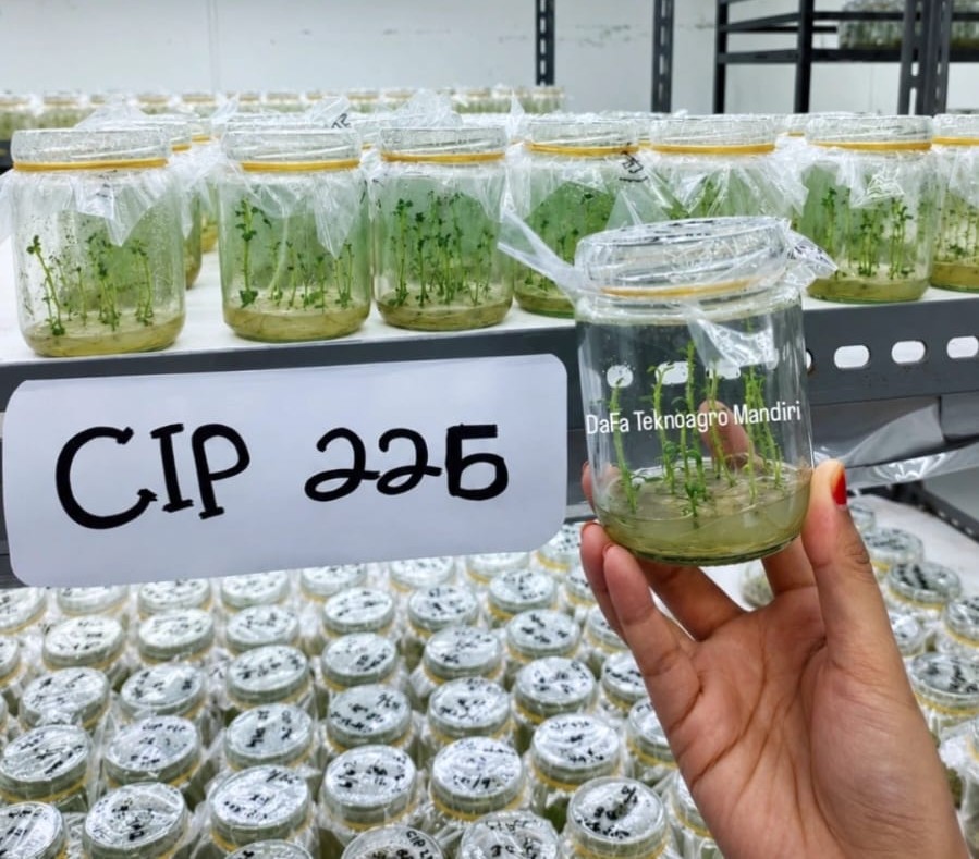 Plantlet kentang Cipanas — botol CIP 225 dari lab DaFa