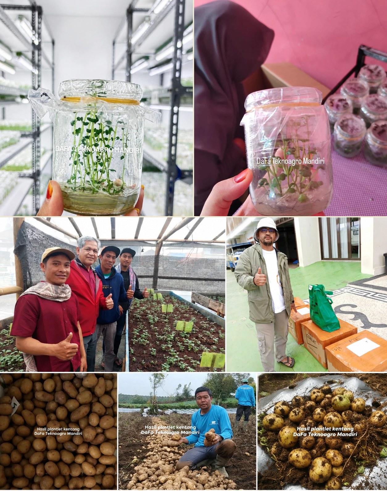 Bukti hasil plantlet kentang DaFa Teknoagro Mandiri — petani mitra, greenhouse aklimatisasi, panen kentang berkualitas
