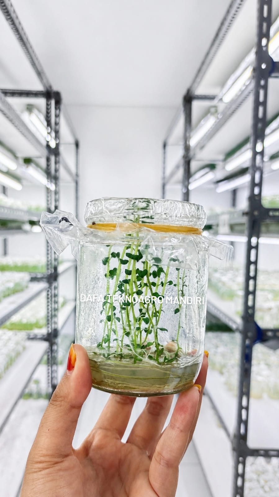 Plantlet kentang varietas Granola L dalam botol kultur di ruang lab DaFa