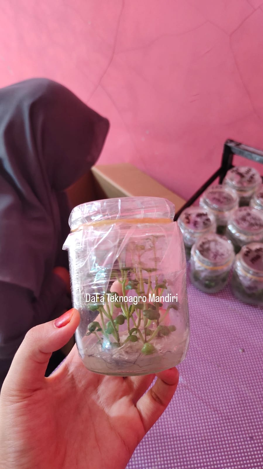 Plantlet kentang Dayang Sumbi Agrihorti dipegang tangan